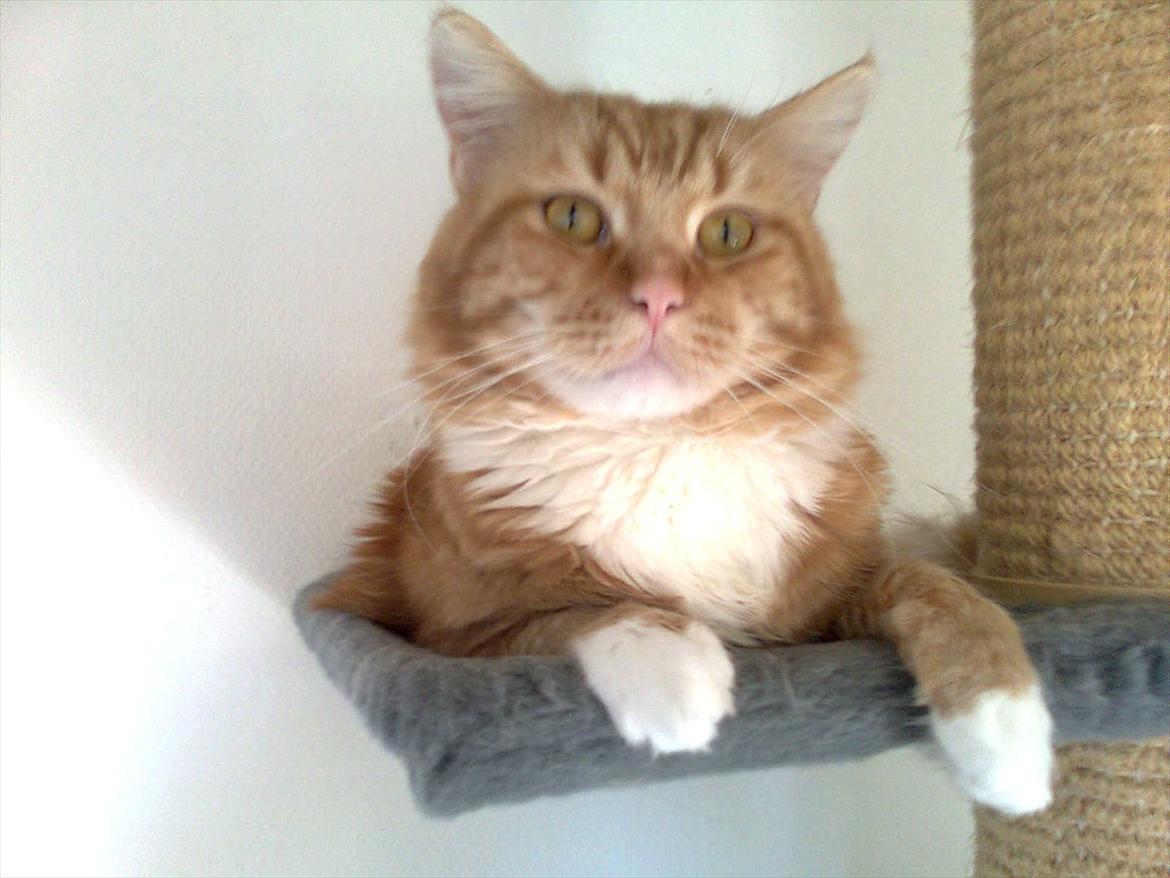 Maine Coon Flux billede 1