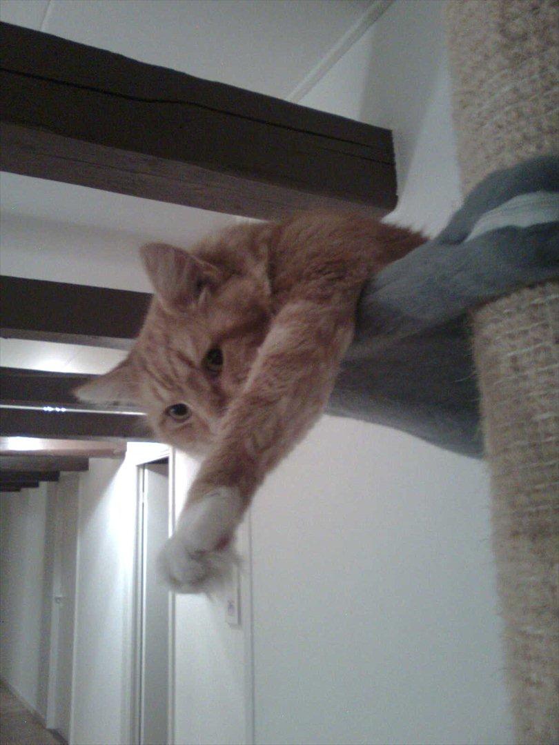 Maine Coon Flux billede 2