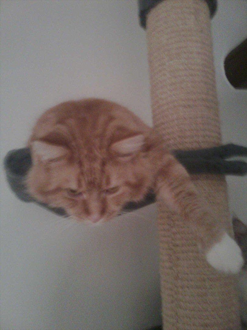 Maine Coon Flux billede 3