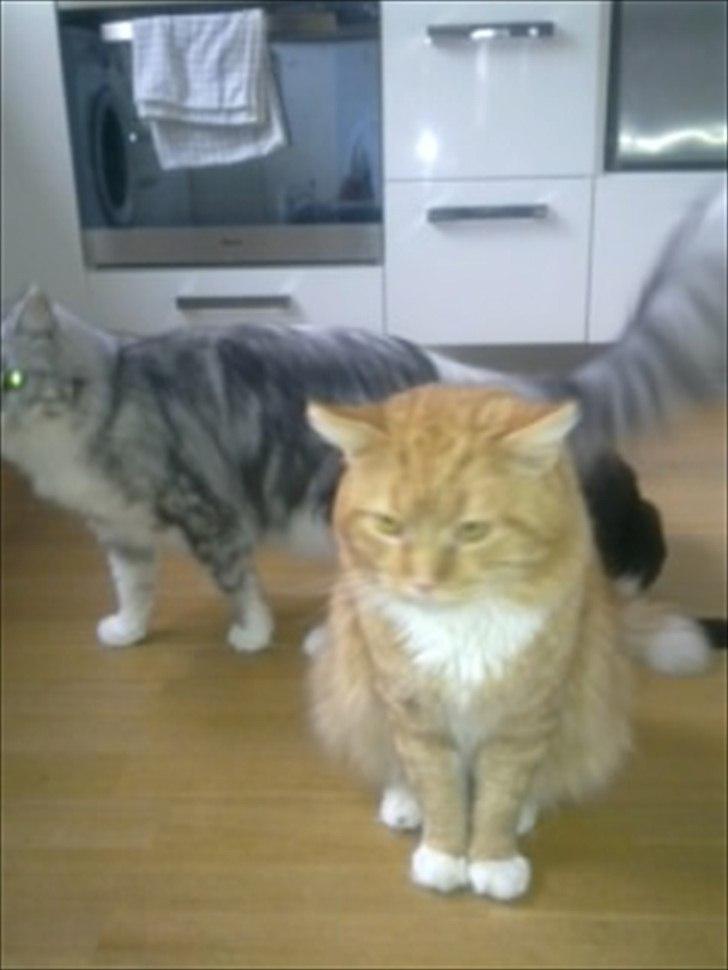 Maine Coon Flux billede 4