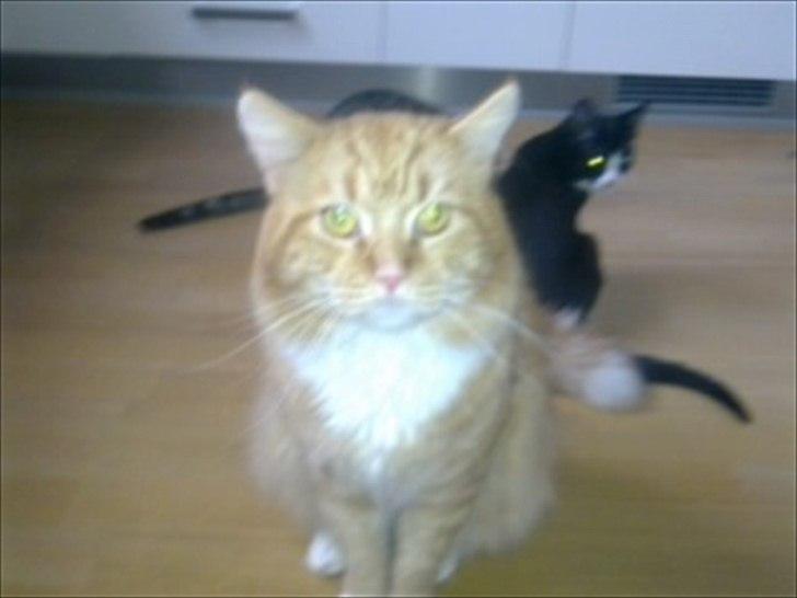 Maine Coon Flux billede 5