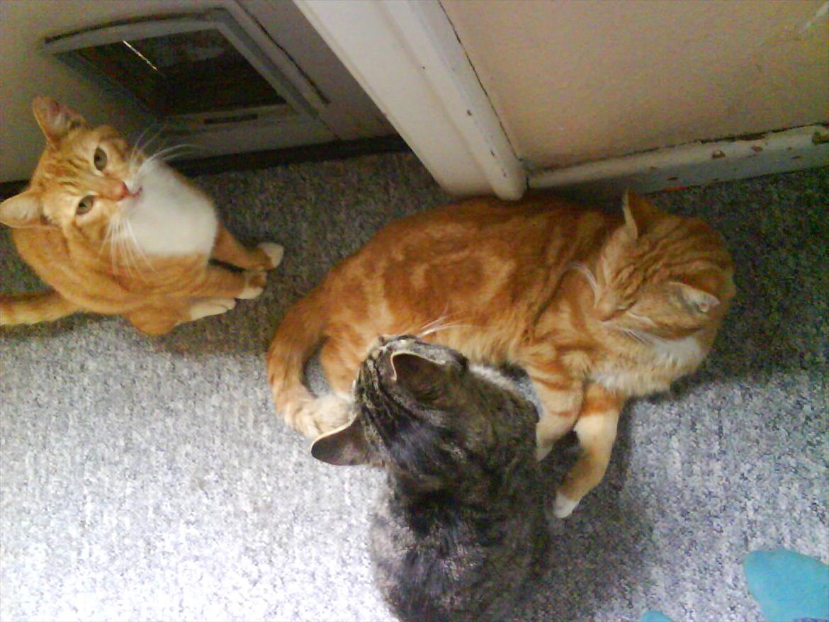 Huskat Piv R.I.P - Det er den røde kat der ligger ned der er Piv billede 3