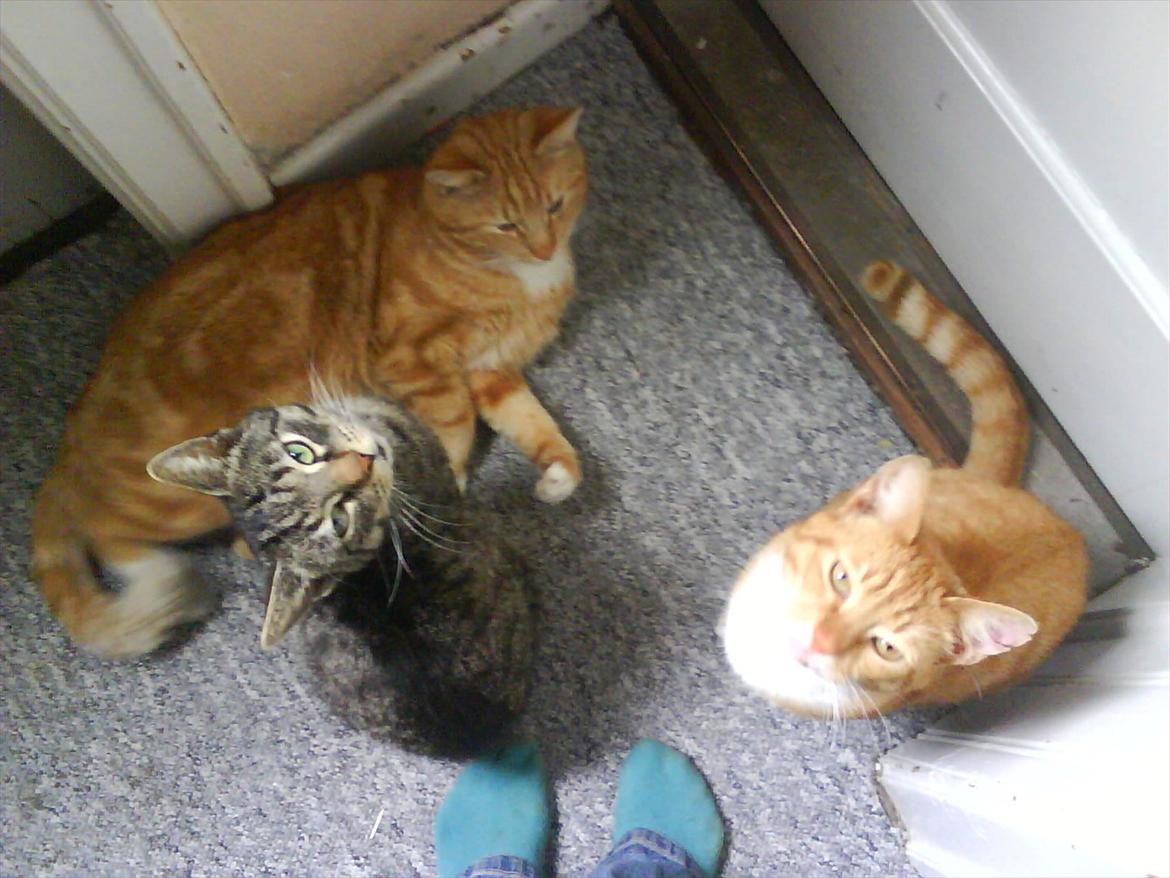 Huskat Piv R.I.P - Tarzan Piv og Bill

Det her billed ligner meget billede 5 men de er altså ikke helt ens billede 2