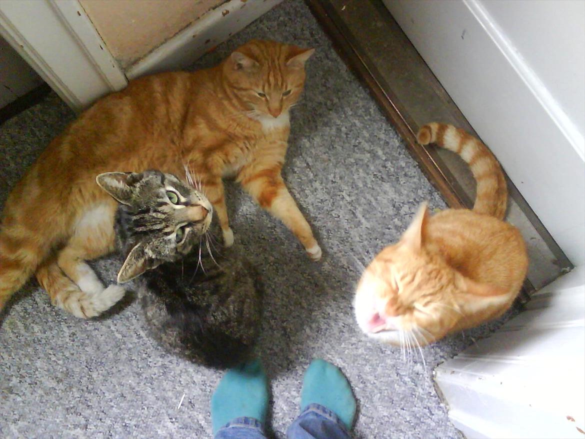 Huskat Piv R.I.P - Mine seje missekatter  billede 5