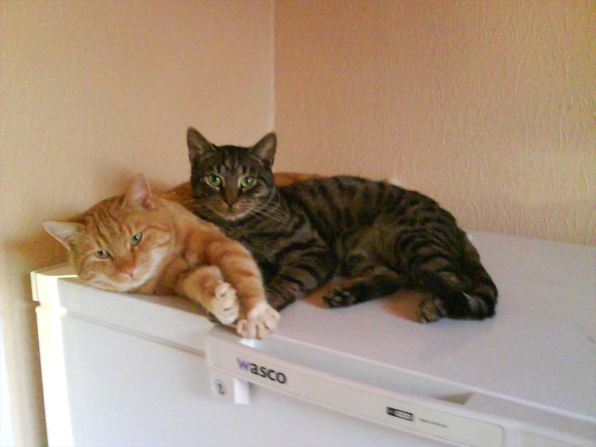 Huskat Piv R.I.P - Ham den røde mis er Piv i miss you  billede 7