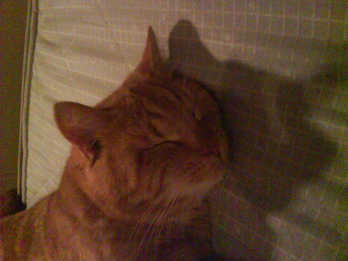 Huskat Piv R.I.P - Lidt dårlig kvalitet men han er så sød når han sover billede 4