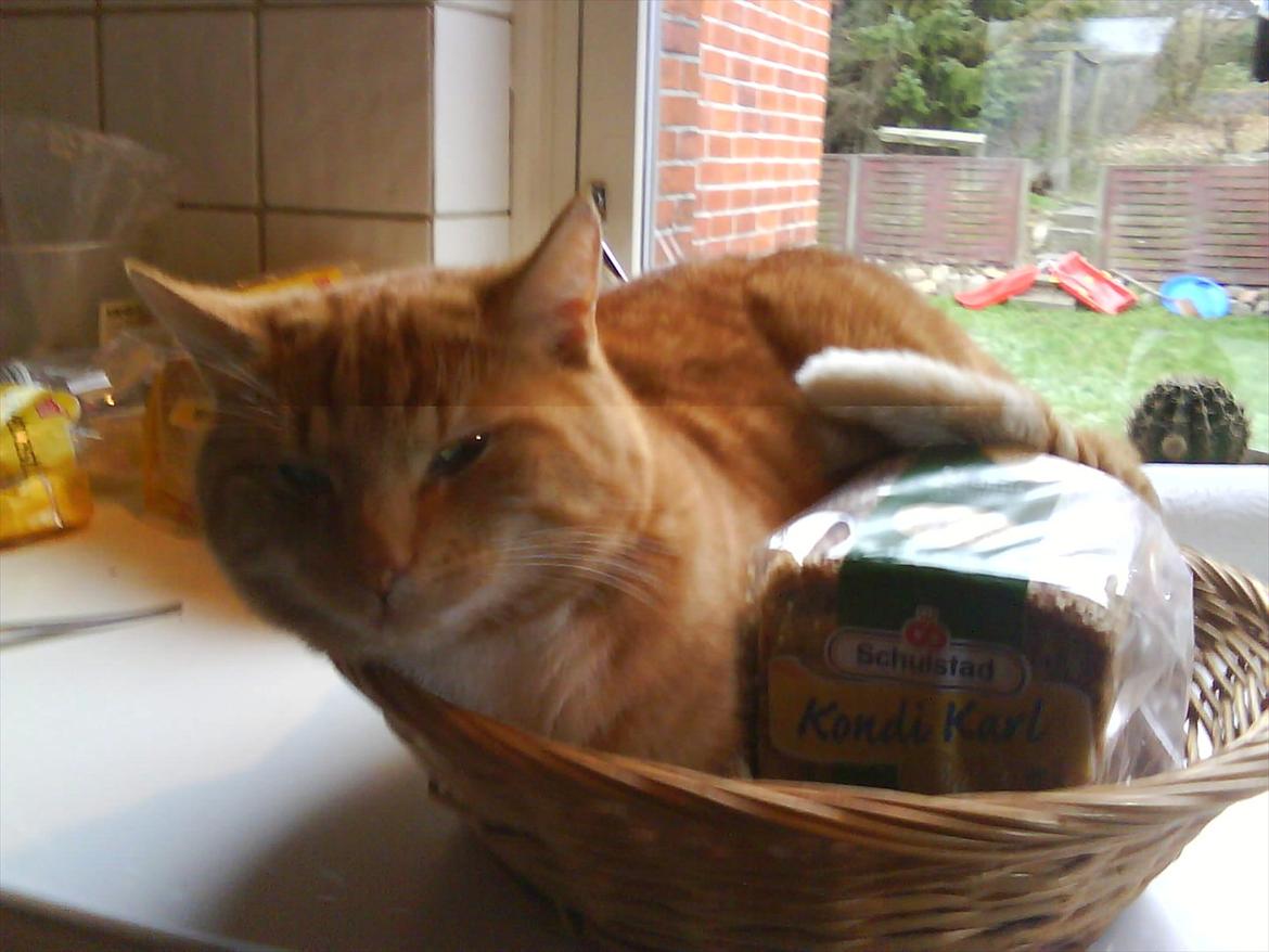 Huskat Piv R.I.P - Undskyld dårlig kvalitet men piv elsker rugbrød i hvertfald og sove med det :) billede 1