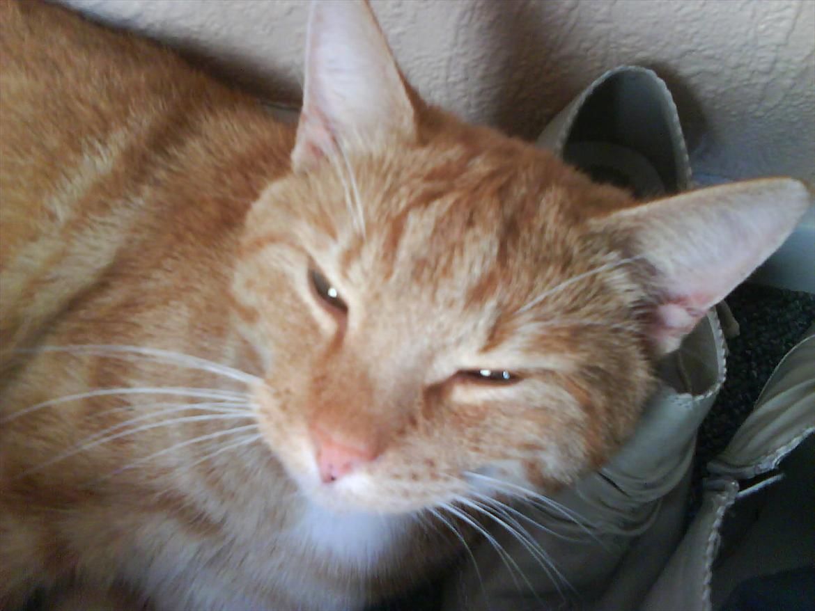 Huskat Piv R.I.P - Piv bruger mors sko sov hovedpude billede 6