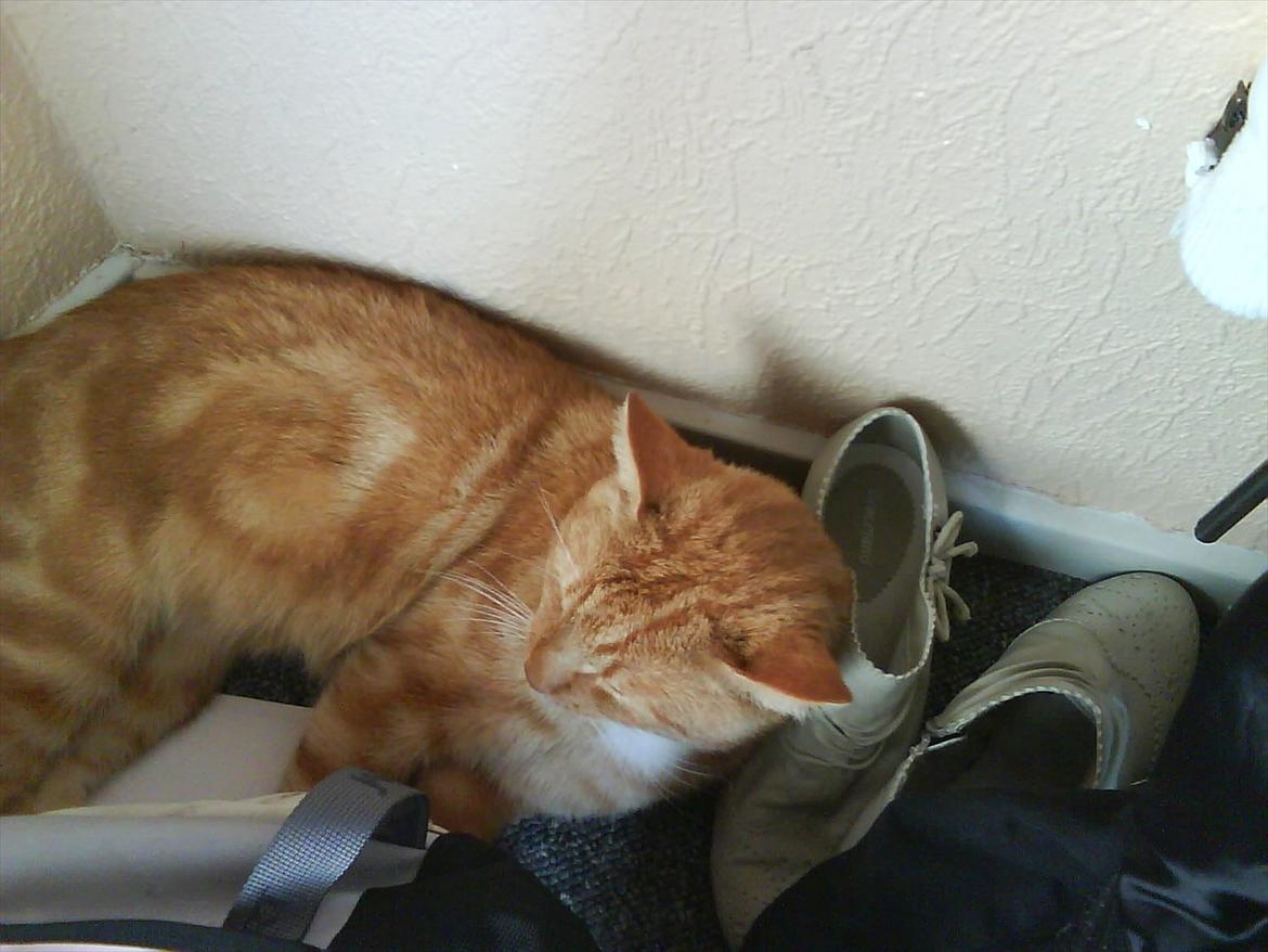 Huskat Piv R.I.P - Det gøre han skam os her :D sko som hoved pude :D billede 8