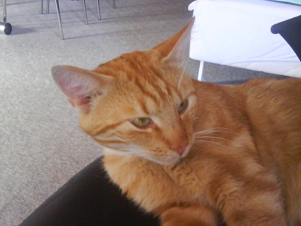 Huskat Piv R.I.P - Piv på rullestolen billede 9