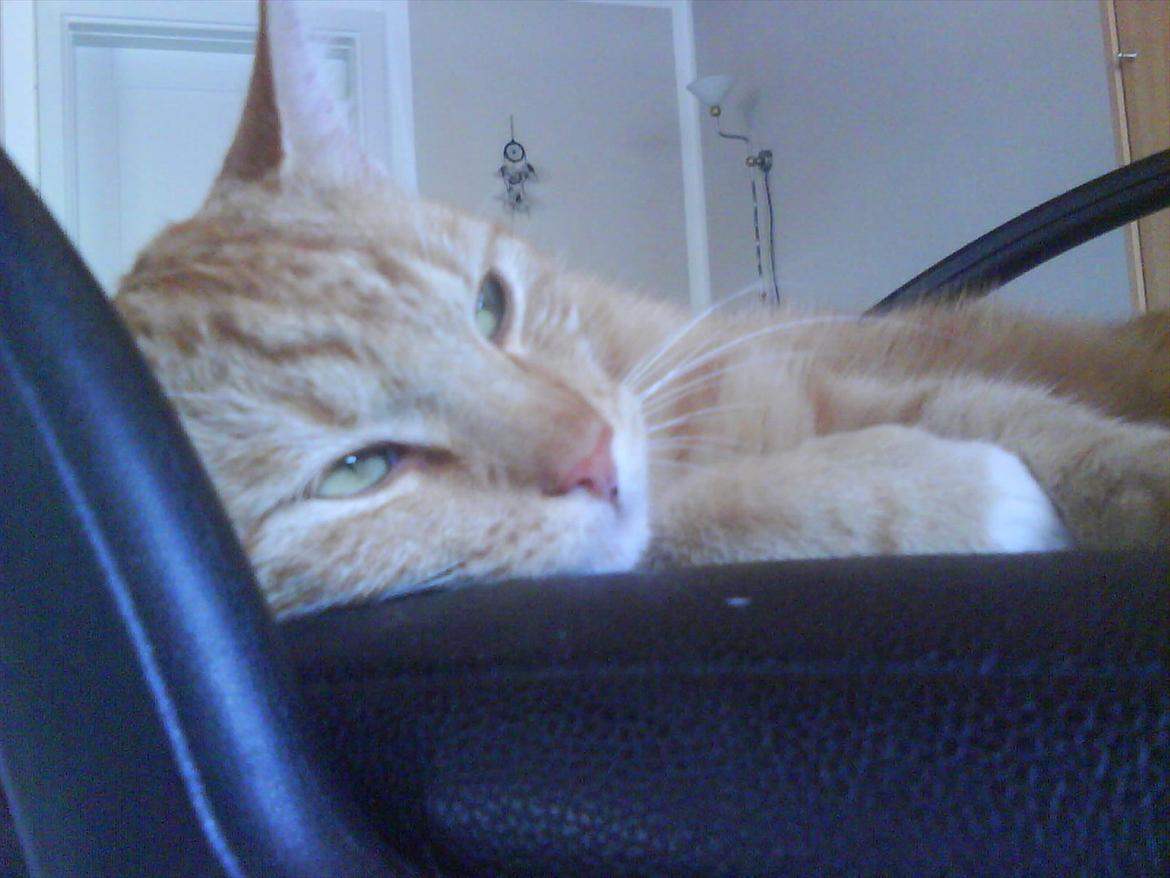 Huskat Piv R.I.P - Jeg er mors computer kat bare lige så du ved det :) billede 10