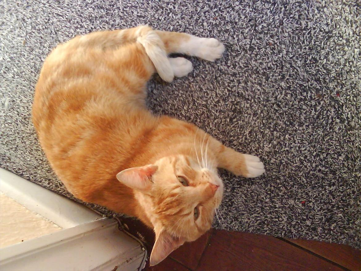 Huskat Piv R.I.P - Ej helt ærlig Lisette du må ikke tage billeder af en sovende kat :D billede 11