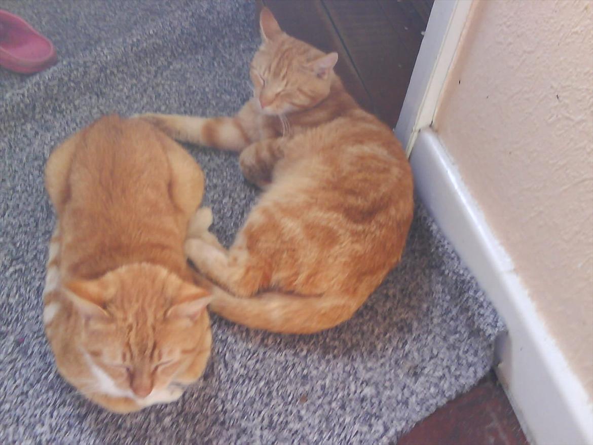 Huskat Piv R.I.P - Piv og Tarzan jeg elsker jer sku billede 12