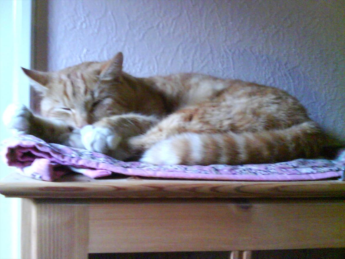 Huskat Piv R.I.P - Jeg sover lige på reolen er det okay?? billede 13