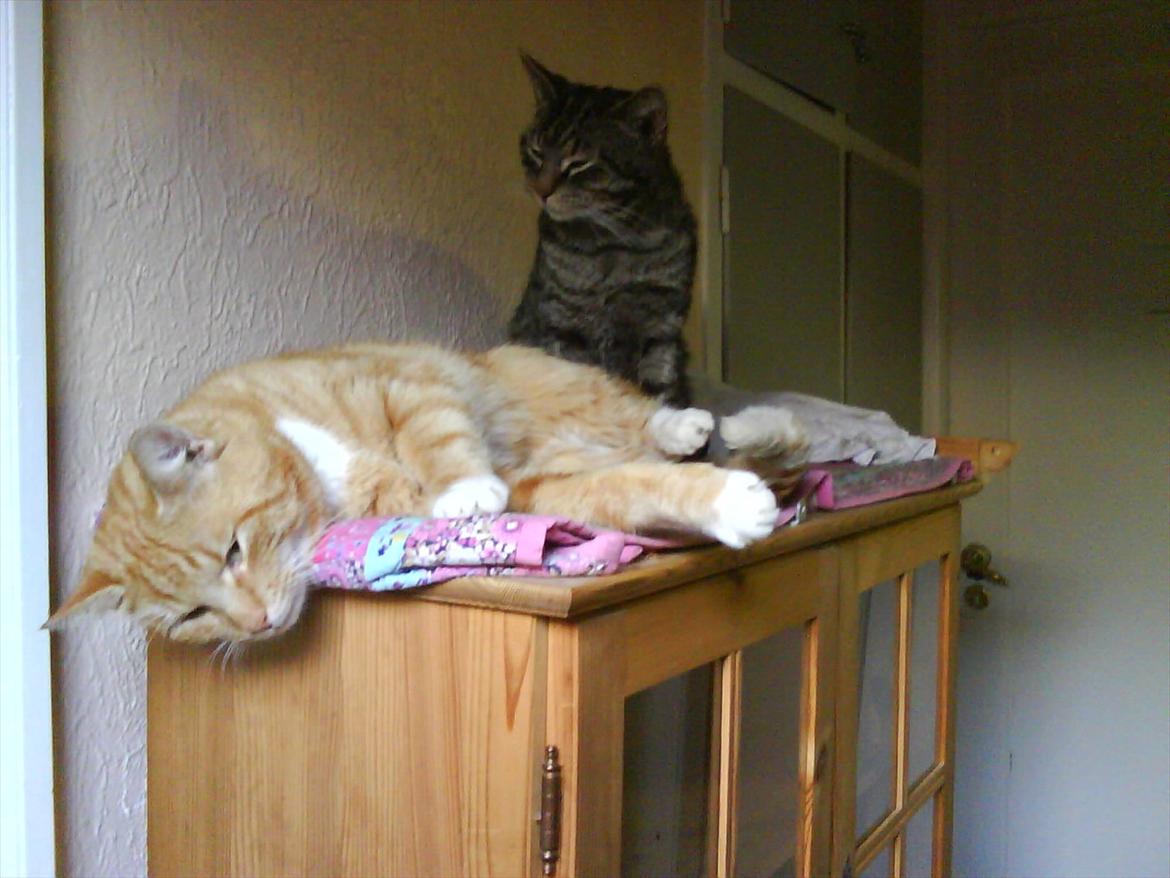 Huskat Piv R.I.P - Hjælp hjælp mit hoved falder ned :O billede 14