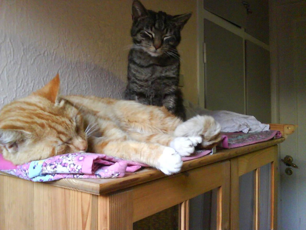 Huskat Piv R.I.P - Uhh tusind tak nu kan jeg tænke i igen  billede 15