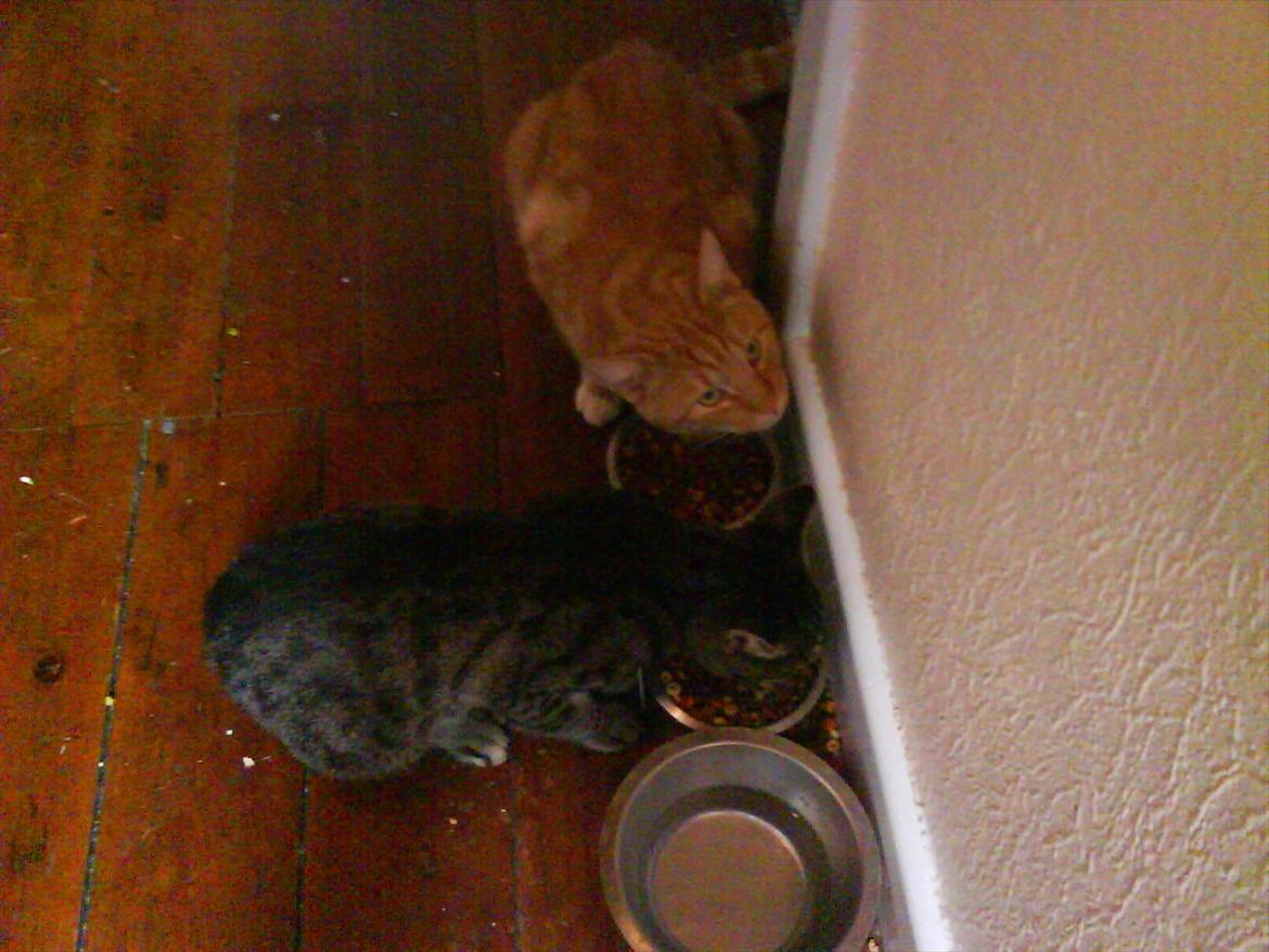 Huskat Piv R.I.P - Ja lige fyldt op med mad billede 16