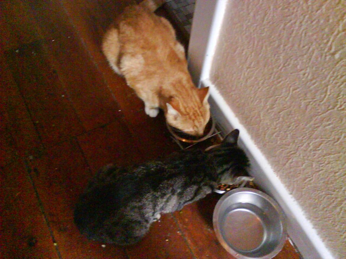 Huskat Piv R.I.P - Mmm det godt med noget mad ;p billede 17