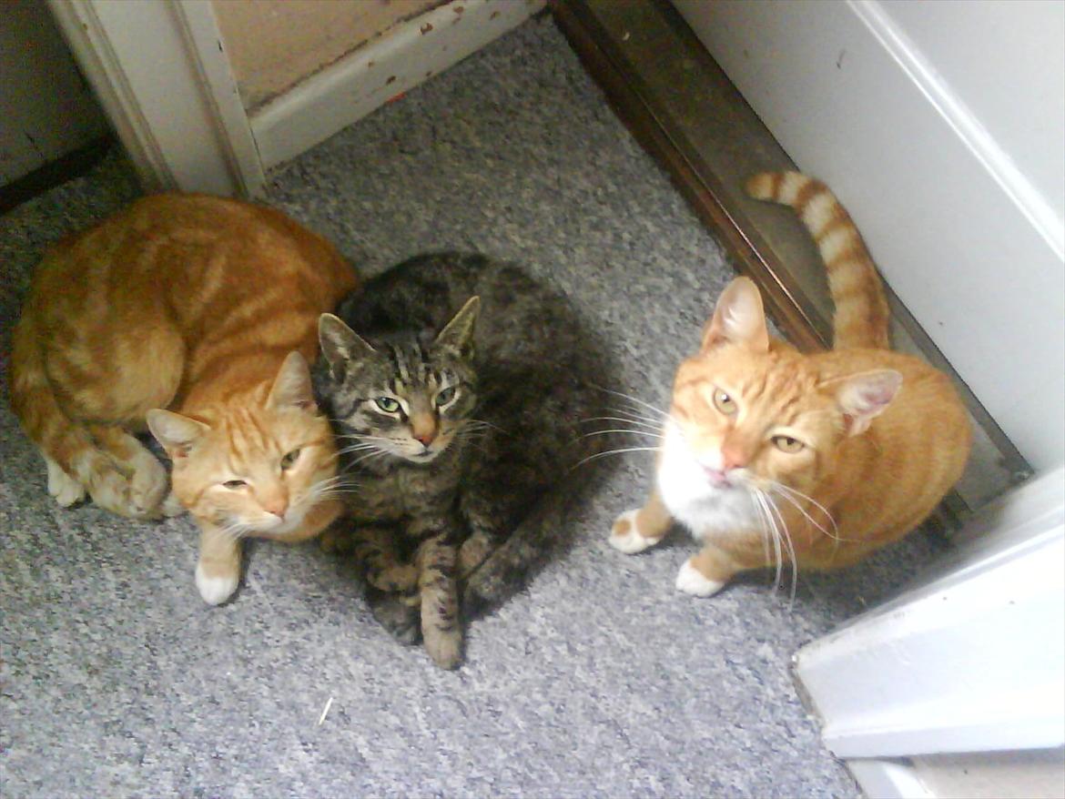 Huskat Piv R.I.P - Vi hygger bare billede 18