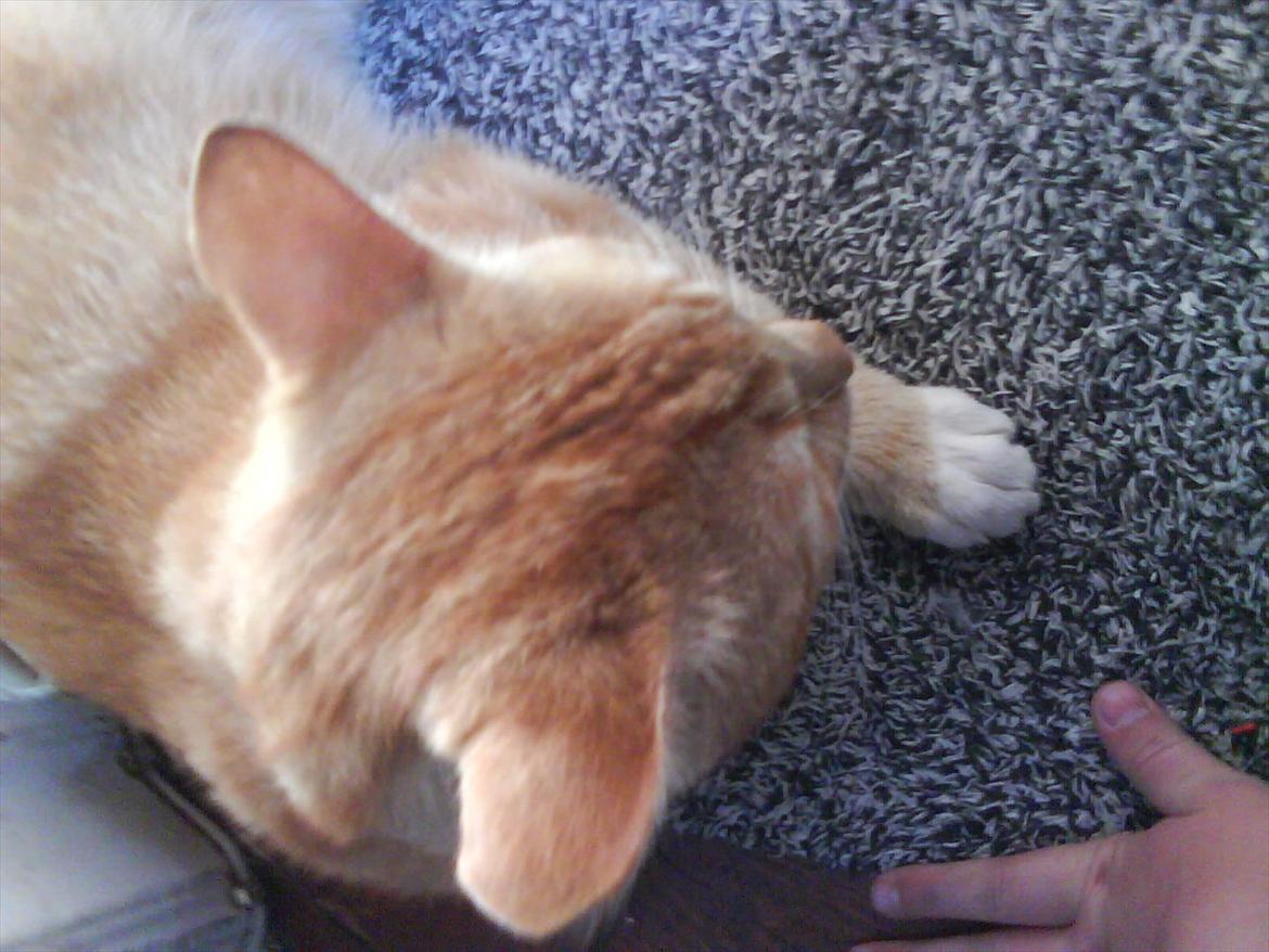 Huskat Piv R.I.P - Piv oppe fra billede 19