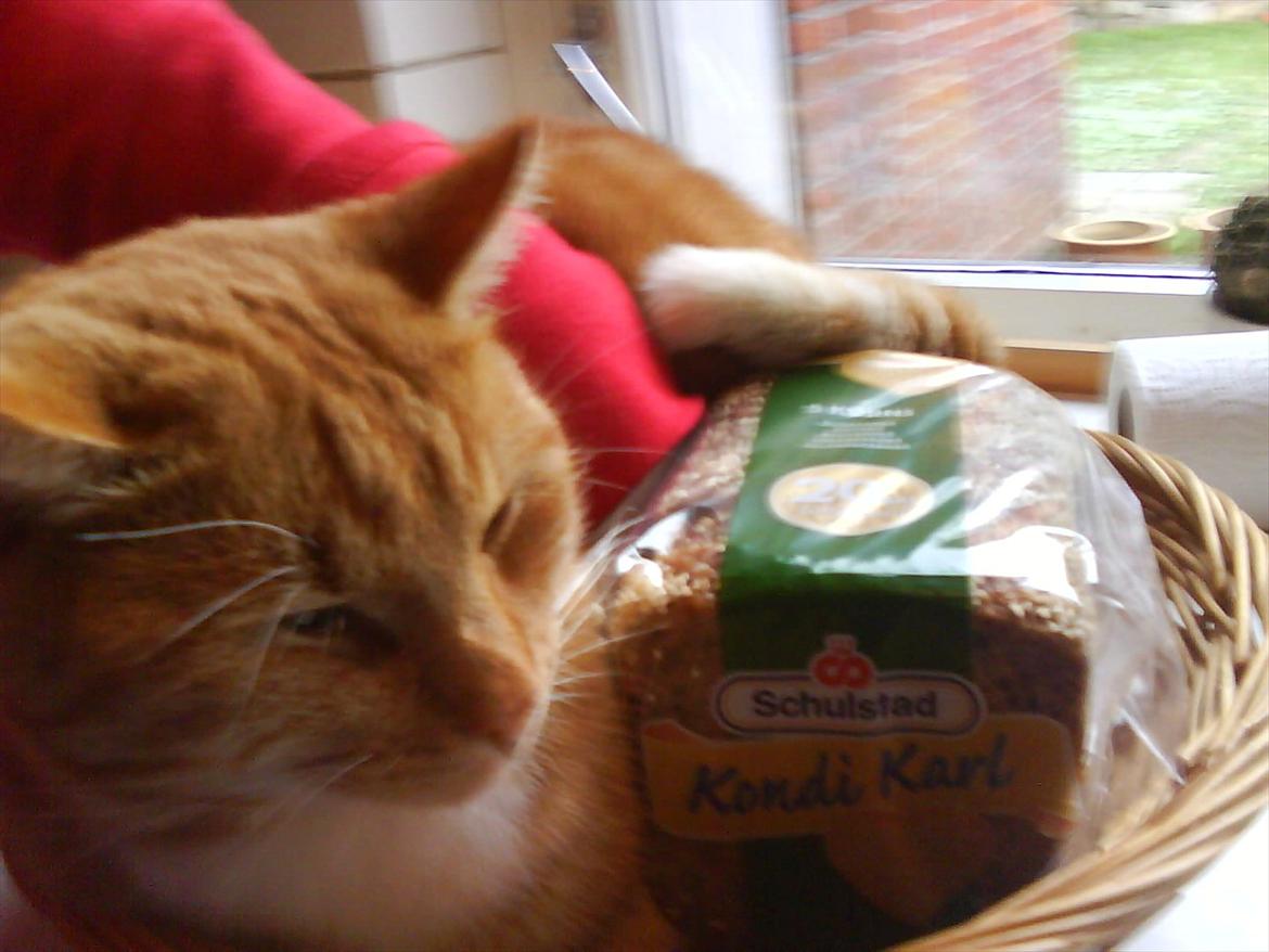 Huskat Piv R.I.P - Piv og kondi karl rugbrød xD billede 20