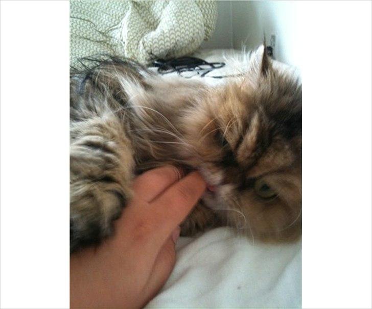 Perser Maria / kaldet Emma - Her bliver hun nusset , dejlig mis billede 1