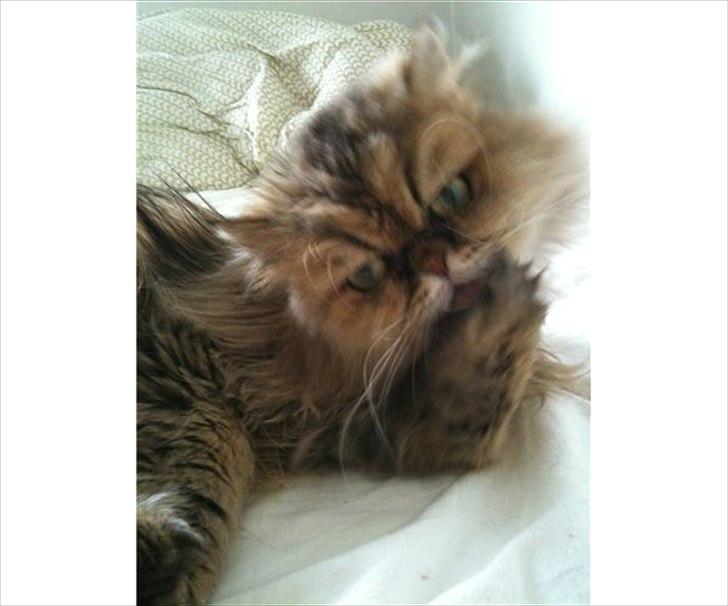 Perser Maria / kaldet Emma - jaae vaskes skal man jo af og til  billede 3