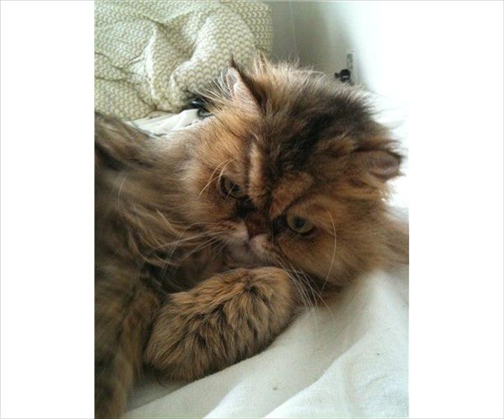 Perser Maria / kaldet Emma - skønne lille mig billede 4