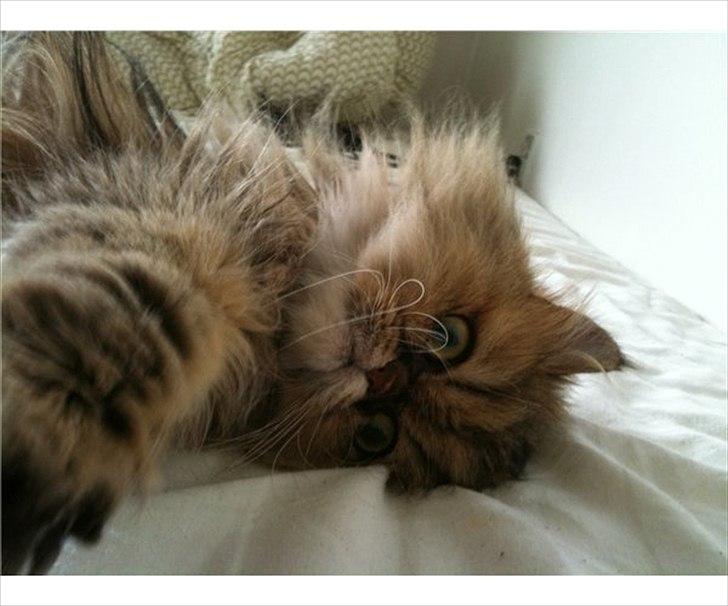 Perser Maria / kaldet Emma billede 5