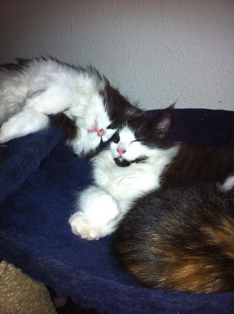 Blanding af racer Hugo - Her ligger han med sin bror. Det er Hugo der slinger sig, til venstre på billedet.  billede 3