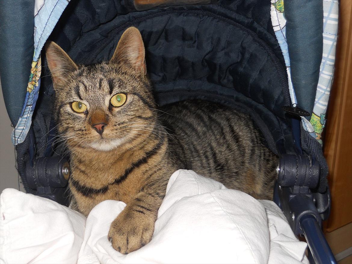 Huskat Ælling!<3 - 1.Velkommen! Til Ælling's profil! billede 1