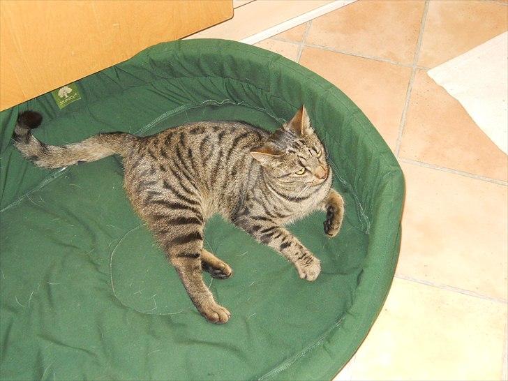 Huskat Ælling!<3 - 2. Ælling i Molly's hundekurv! <3 billede 2