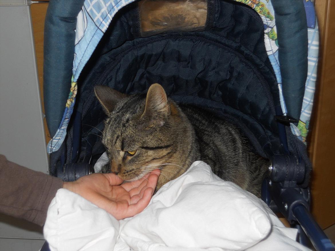 Huskat Ælling!<3 - 3. Ælling i en barne vogn hvor mine små søskende kørte med ham!<3 billede 3