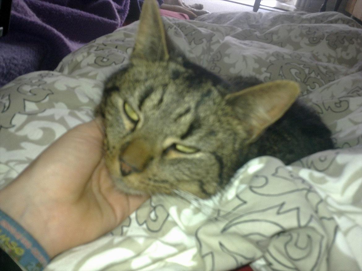 Huskat Ælling!<3 - 4.Ælling da jeg var syg og lå og kælede med ham! <3
 billede 4