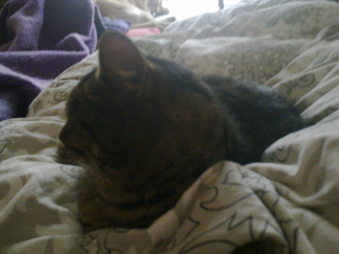 Huskat Ælling!<3 - 5. igen nu kigger vi liiige væk! <3 billede 5