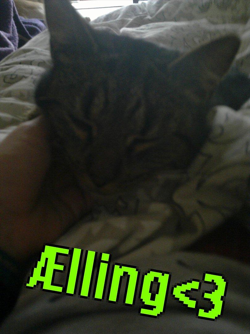Huskat Ælling!<3 - 6.Ælling du er verdens bedsste lille kat! <3 billede 6