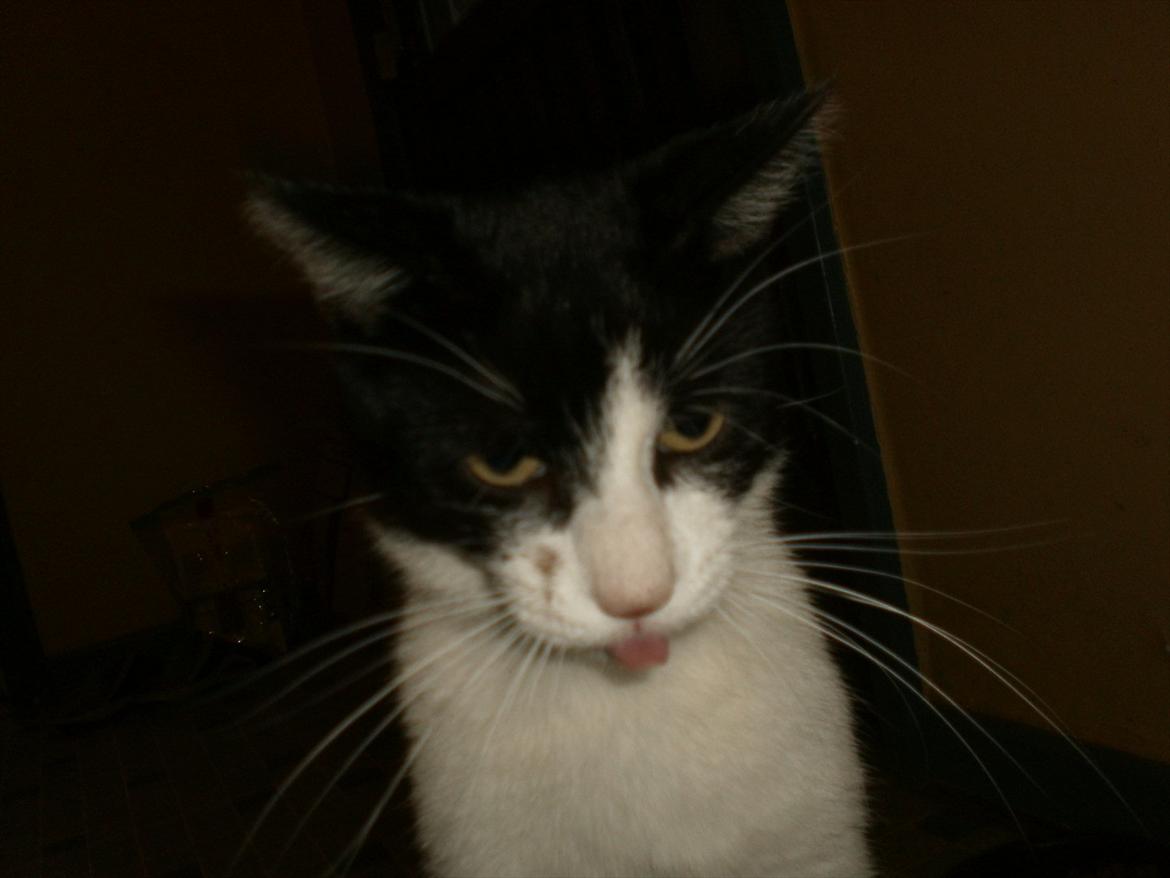 Blanding af racer Heineken. billede 1