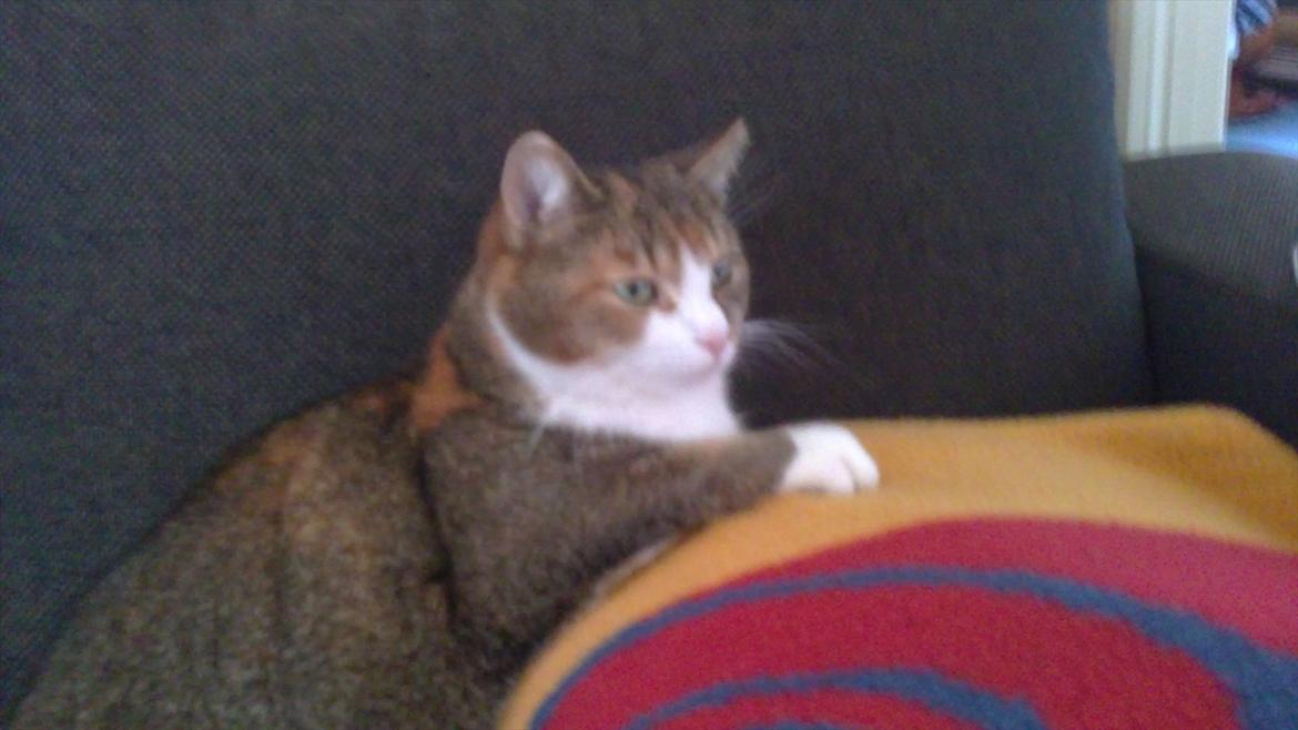 Huskat vivi billede 15