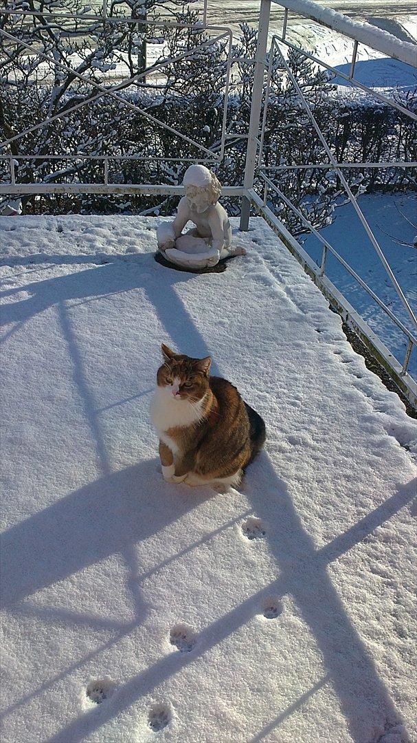 Huskat vivi billede 16