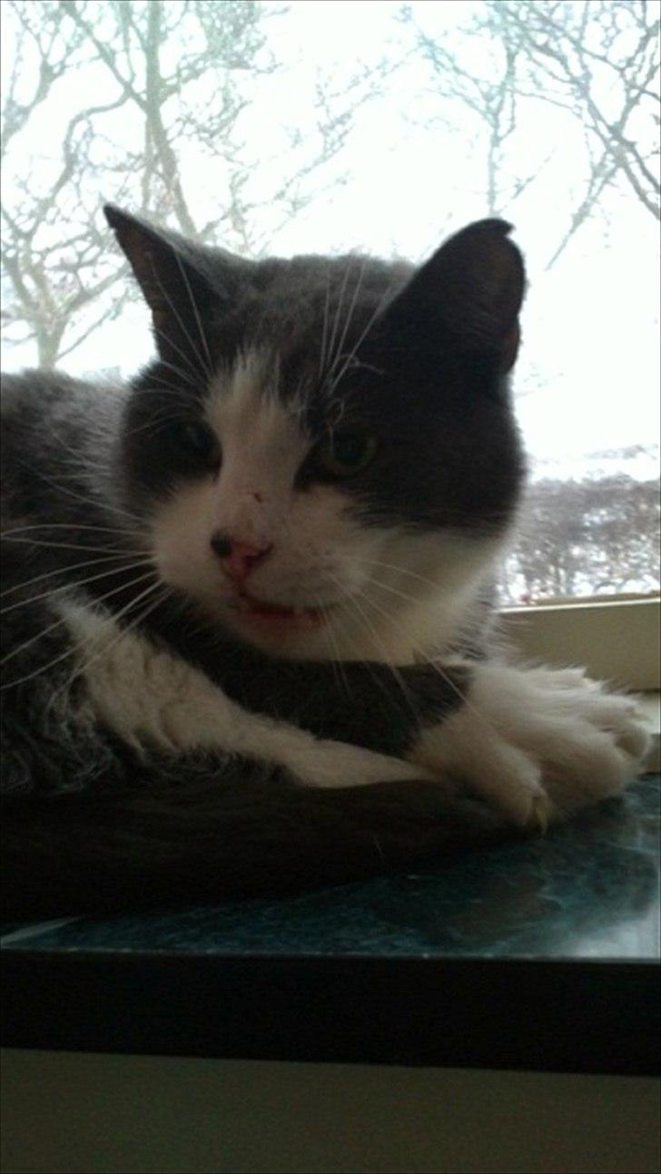 Huskat poul - Fordi jeg er så farlig!!! ;) billede 8