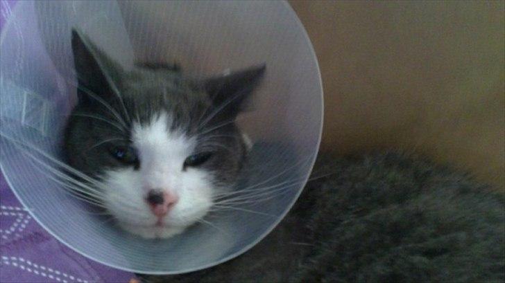 Huskat poul - Poul efter et besøg hos dyrlægen :) billede 7