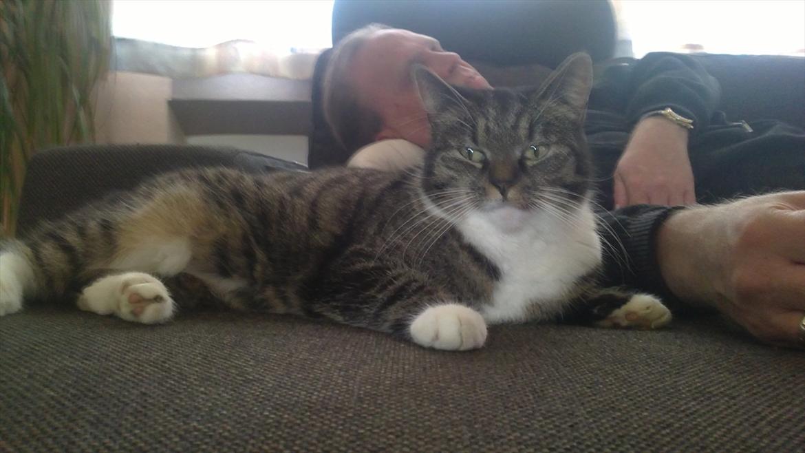 Huskat Line - Lidt hygge på den nye sofa :D billede 9