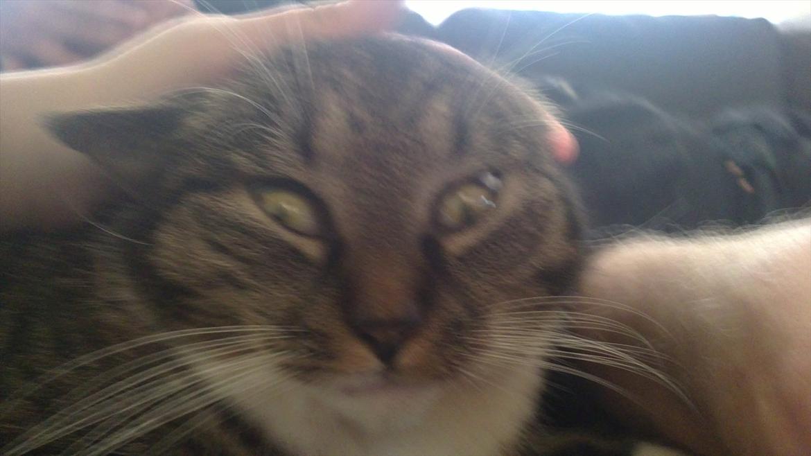 Huskat Line - Fjolle hoved ;) billede 7