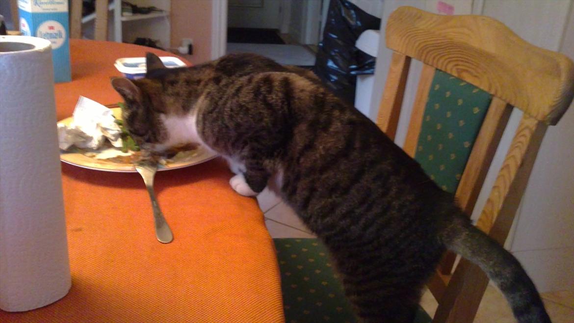 Huskat Line - Det line laver når vi ikke kigger ;)

(hun æder resten af min mad :P ) billede 11