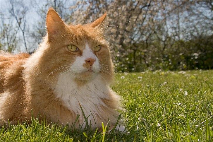 Blanding af racer Sofus billede 7