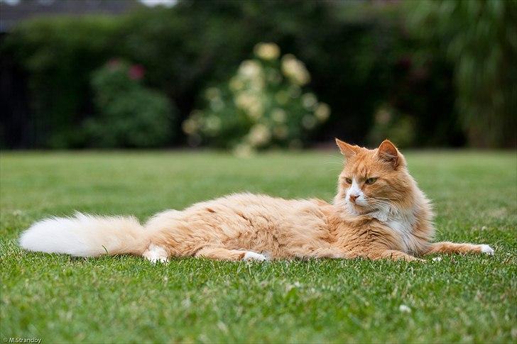 Blanding af racer Sofus billede 1