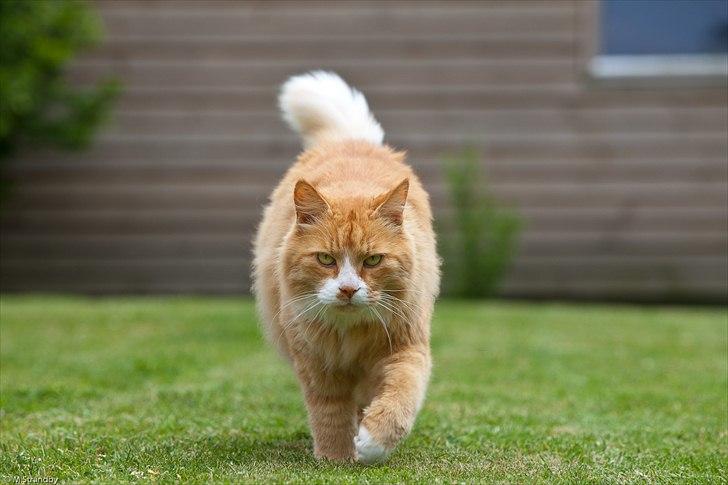 Blanding af racer Sofus billede 2