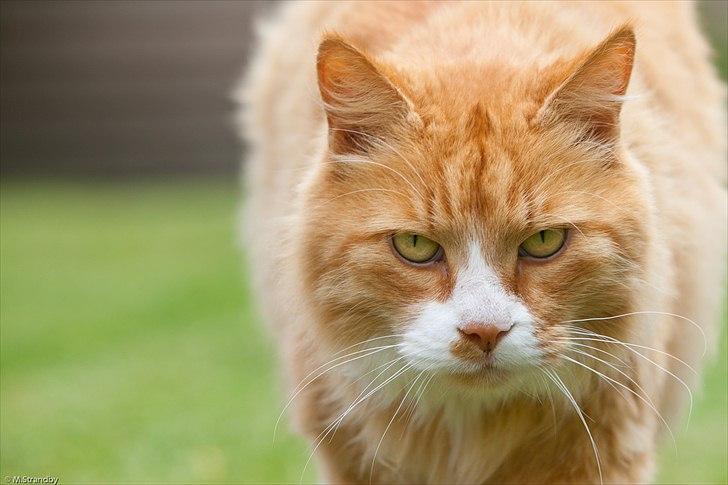 Blanding af racer Sofus billede 3