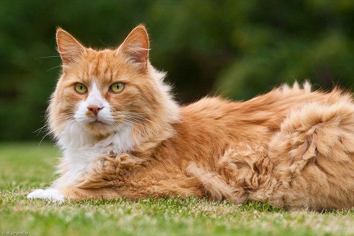 Blanding af racer Sofus billede 4