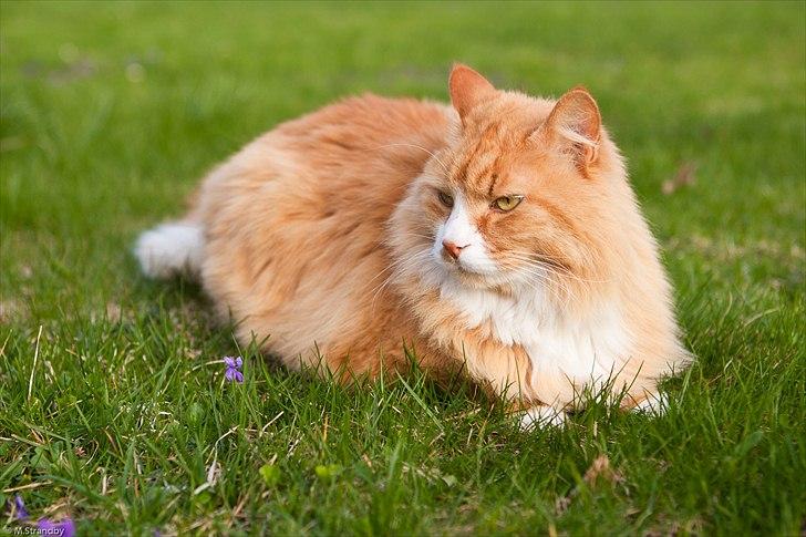 Blanding af racer Sofus billede 5